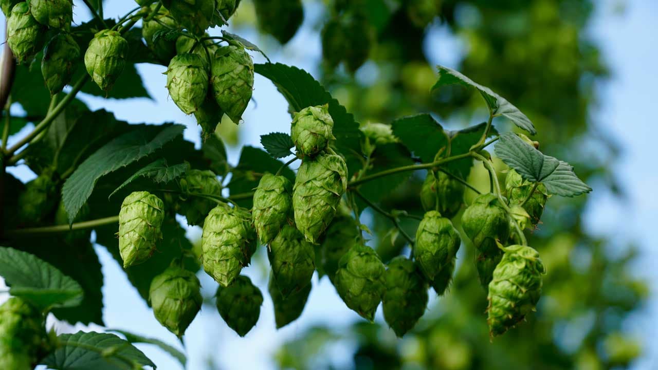 A small company working closely with organic hop growers from León (Spain) and brewers from anywhere.